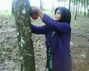 Harga Anjlok, Petani Karet Way Kanan Mengeluh