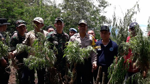 Ada Ladang Ganja di Lereng Gunung Tanggamus