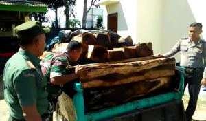 Aparat Amankan Kayu Sonokeling Hasil Pembalakan Register 28