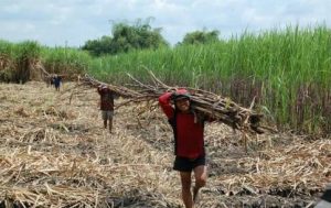Ada Potensi Konflik Lahan di Bunga Mayang Lampura
