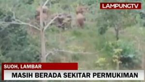 Kawanan Gajah Liar Rusak Rumah Penduduk di Suoh Lampung Barat