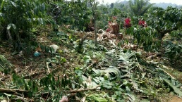 Kawanan Gajah Liar Rusak Gubuk dan Tanaman Warga di Bandar Negeri Semuong Tanggamus