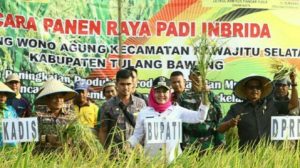 Kabupaten Tulangbawang Panen Raya Padi Gaduh