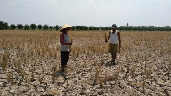Puluhan Hektar Tanaman Padi di Rawajitu Kekeringan