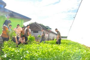 Rutan Kotabumi Panen Perdana Hasil Kebun