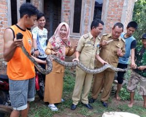 Warga Tangkap Ular Piton 5 Meter di Kotabumi