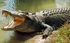 Buaya Besar Ini Gegerkan Warga Merak Belantung Kalianda