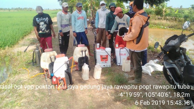 Petani Rawaragil Berhasil Tangkis Serangan Hama Wereng