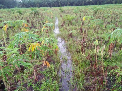 Pasca Banjir Rawapitu Ratusan Hektar Tanaman Singkong Mati Membusuk