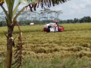 Panen Raya, Gegara Jalan Rusak, Gabah Petani Rawa Ragil Hanya Dihargai Rp3.300