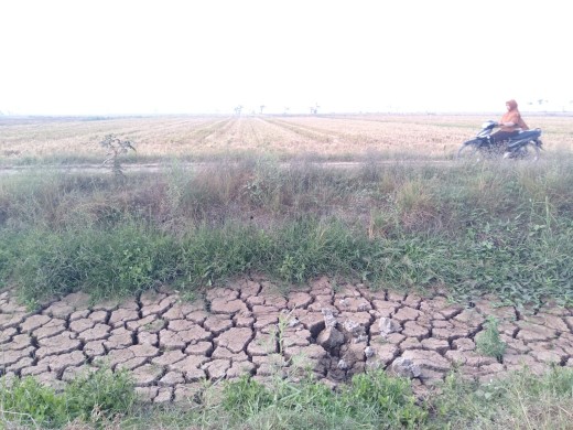 Seribuan Hektar Tanaman Padi Terancam Puso Akibat Kekeringan di Kampung Mendasari Tulangbawang