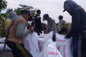 Tuhan Maha Pengasih, Meski Kemarau Panjang Petani Kampung Medasari Tulangbawang Masih Bisa Panen