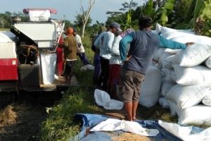 Bersyukur..! Kemarau Panjang Petani Rawa Pitu Bisa Panen Padi