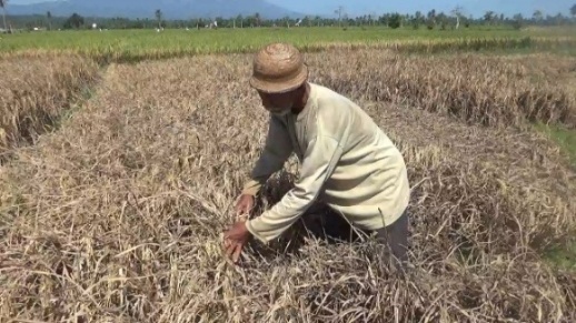 Puluhan Hektare Sawah di Wonosobo Tanggamus Alami Gagal Panen