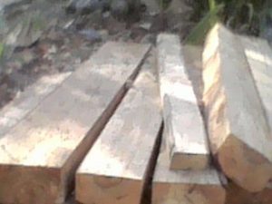 Pengurus KTH Merangkap Aparat Desa Lakukan Pembalakan Liar di Register 21 Pesawaran