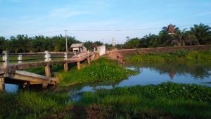 Jembatan Gendong Gendongan di Rawa Pitu Dipenuhi  Enceng Gondok Resahkan Warga