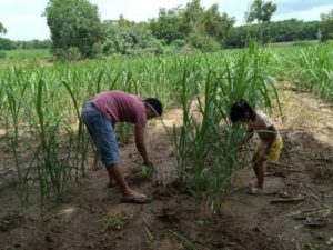 Kelompok Tani Mitra Mandiri GMP Candra Jaya Ajak Petani Tanam Tebu