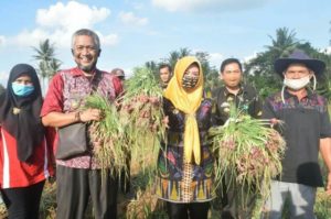Bupati Tanggamus Panen Pedana Bawang Merah Di Pekon Sukamara Gunung Alif
