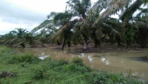 Dua Sungai Alam Ditutup PT SIP Ratusan Hektar Sawit dan Karet Rakyat Terendam Banjir