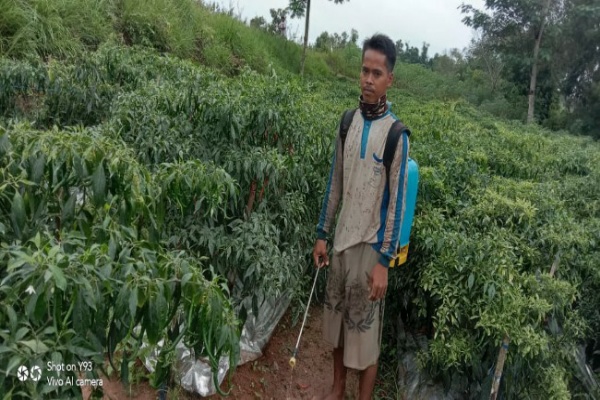 Oman Contoh Pemuda Gigih, Berkebun Cabai Buat Modal Nikah