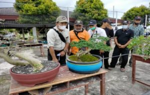 BUMKAM Bratasena Adiwarna Tulang Bawang Gelar Kontes Bonsai