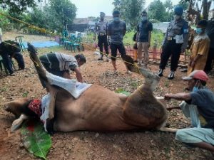 Hari Raya Idul Adha 2021, Polres Lampung Utara Potong 6 Sapi dan 5 Kambing Qurban