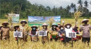Bupati Tanggamus Hadiri Panen Perdana Padi Organik
