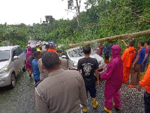 Pohon Tumbang Timpa Mobil Avanza di Sukadanaham Bandar Lampung