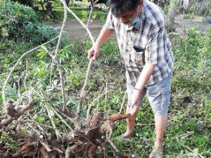 Petani Singkong Berharap Harga Singkong Rp2.000 Ditingkat Petani