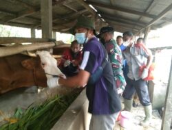 Kapten Inf. Arif Dampingi  Vaksinasi  Ternak di Panca Karsa Purna Jaya