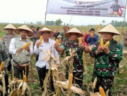 Kodim 0412 dan Pemkab Lampura Panen Raya Jagung di Desa Semuli Jaya