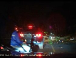 Pohon Akasia Berdiameter 120 Sentimeter Nyaris Tewaskan Pengendara di Jalan Imam Bonjol Gedong Air