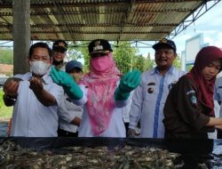 Bupati Dewi Handajani Tinjau Panen Raya Udang Vaname di SUPM