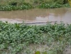 Buaya Empat Meter Keliaran di Sungai desa Brajadewa Way Jepara Lampung Timur