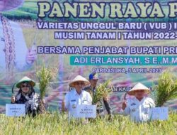 Penjabat Bupati Pringsewu Panen Raya Padi Varietas Unggul Baru (VUB) Inpari 32
