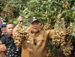 Gubernur Arinal Djunaidi Dorong Kabupaten Lampung Timur Sebagai Sentra Pengembangan Tanaman Kelengkeng