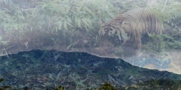 Pemburu dan Jerat Satwa Mangsa serta Bukaan Lahan TNBBS, Picu Konflik Manusia dengan Harimau di Lampung Barat