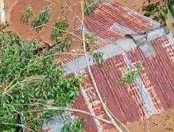 Bencana Tanah Longsor di Perkebunan Air Abang Ulu Belu Tanggamus, Satu Warga Hilang