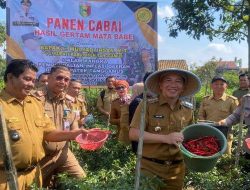 Pj. Bupati Tanggamus Mulyadi Irsan Panen Cabai Bersama Kelompok Tani Gisting Milenial