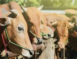 Termasuk Sapi 900 Kilogram dari Presiden, Pemkab Tanggamus Rencana Potong Puluhan Hewan Qurban