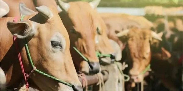Termasuk Sapi 900 Kilogram dari Presiden, Pemkab Tanggamus Rencana Potong Puluhan Hewan Qurban