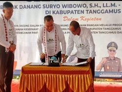 Tanggamus Sukses Gelar Panen Raya Jagung, Perkuat Ketahanan Pangan dan Tata Kelola Dana Desa