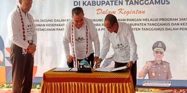 Tanggamus Sukses Gelar Panen Raya Jagung, Perkuat Ketahanan Pangan dan Tata Kelola Dana Desa
