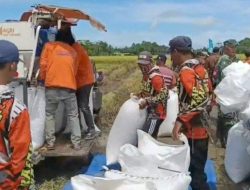Petani Dibatasi Jual 10 Ton Gabah per Hari, DPRD Lampung Minta Solusi Dari Bulog