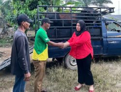 Legislator DPRD Lampung Ferliska Ramadita Johan Berikan Hewan Qurban ke Dapilnya