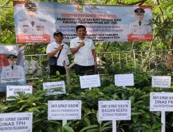 Sambut Kepemimpinan Baru, Pemkab Pesawaran Bagikan 700 Bibit Alpukat Aligator Gratis untuk Masyarakat