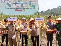 Polres Tanggamus Gelar Panen Jagung Kuartal III, Dihadiri Bupati dan Forkopimda