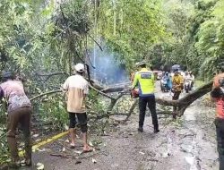 Gerak Cepat Sat Lantas Polres Tanggamus Bersihkan Pohon Tumbang di Batu Kramat