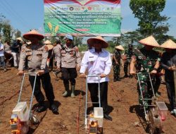 Polres Tanggamus Tanam Jagung Serentak Kuartal IV, Dukung Swasembada Pangan 2025