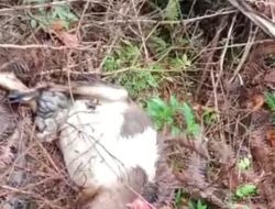 Polsek Pematang Sawa Identifikasi Temuan Kambing Diduga Dimangsa Beruang